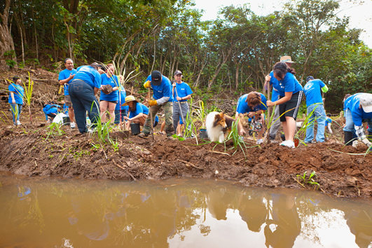 CPB volunteers in blue shirts plant young vegetation along the edge of a muddy pond, working together in a natural area surrounded by trees. Reflections of the volunteers are visible in the water in the foreground.